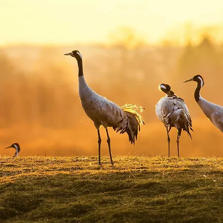 Siegel Am Mueritzufer Waren (Mueritz)
